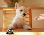 Reception Call Bell Stainless Steel Hand Held Desk Service Bell Attention Call Ringer - Image 3