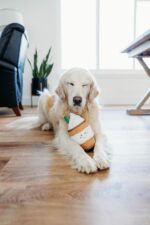 Plush Squeaky Summer Dog Toys - Image 3